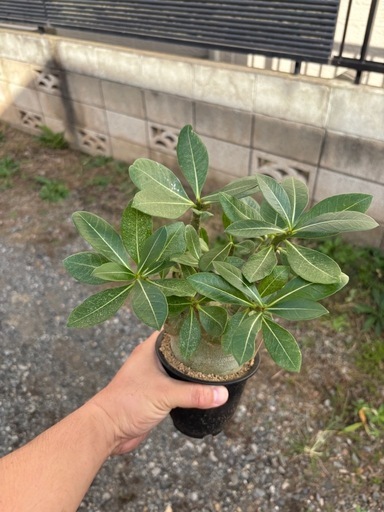 【極太】アデニウム　アラビカム　観葉植物　塊根植物　多肉植物　ビザールプランツ　レアプランツ　ガーデニング　植物　グリーン　趣味　盆栽　葉　花　庭　草　インテリア　おしゃれ　飾り　園芸　　観葉植物　塊根植物　多肉植物　ビザールプランツ　レアプランツ　ガーデニング　植物　グリーン　趣味　盆栽　葉　花　庭　草　インテリア　おしゃれ　飾り　園芸　