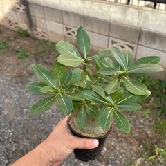 【20%オフ　8/28】【極太】アデニウム　アラビカム　観葉植物　塊根植物　多肉植物　ビザールプランツ　レアプランツ　ガーデニング　植物　グリーン　趣味　盆栽　葉　花　庭　草　インテリア　おしゃれ　飾り　園芸　の画像