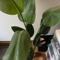 フェイク　観葉植物の画像