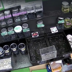 めだか即売会　お値段調整