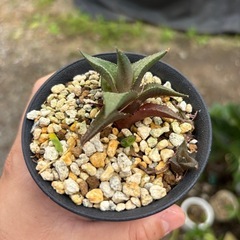 【20%オフ　8/28】【20％．オフ7/17】【一枚目受付終了】ハオルシア　竜鱗　観葉植物　塊根植物　多肉植物　多肉植物　ビザールプランツ　レアプランツ　ガーデニング　植物　グリーン　趣味　盆栽　葉　花　庭　草の画像