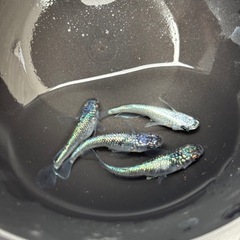 【華麗めだか】　極上　ネプチューン　2ペア　種親出します！　検　メダカの画像