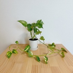観葉植物　ポトス ゴールデン 鉢セットの画像