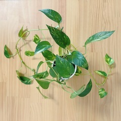 観葉植物　ポトス ゴールデン 鉢セットの画像