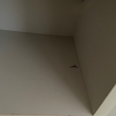 本棚　白　収納棚　差し上げますの画像