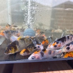 鯉🐠30匹程の画像