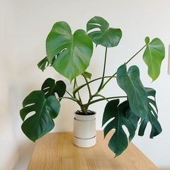 観葉植物 モンステラ 鉢セットの画像