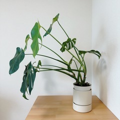 観葉植物 モンステラ 鉢セットの画像