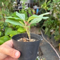ユーフォルビア　ピグエリー　観葉植物　塊根植物　多肉植物　ビザールプランツ　レアプランツ　ガーデニング　植物　グリーン　趣味　盆栽　葉　花　庭　草　インテリア　おしゃれ　飾り　園芸　の画像