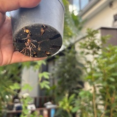 ユーフォルビア　ピグエリー　観葉植物　塊根植物　多肉植物　ビザールプランツ　レアプランツ　ガーデニング　植物　グリーン　趣味　盆栽　葉　花　庭　草　インテリア　おしゃれ　飾り　園芸　の画像