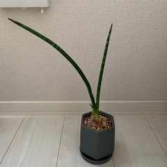 観葉植物 まとめての画像