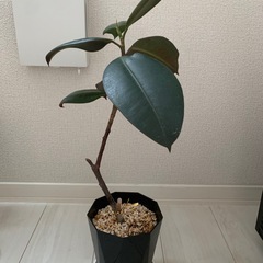 観葉植物 まとめての画像