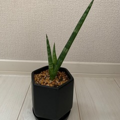 観葉植物 まとめての画像