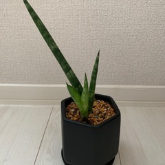 観葉植物 まとめての画像