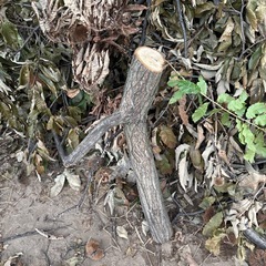 伐採した木の画像