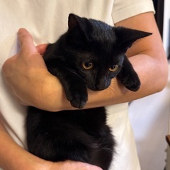 生後6ヶ月の黒猫兄妹