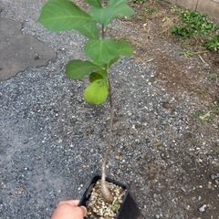 バオバブの木　星の王子様　アダンソニア　ディキダータ　観葉植物　塊根植物　多肉植物　ビザールプランツ　レアプランツ　ガーデニング　植物　グリーン　趣味　盆栽　葉　花　庭　草　インテリア　おしゃれ　飾り　園芸　観葉植物　塊根植物　生活雑貨 家庭用品 ガーデニング　ビザールプランツの画像