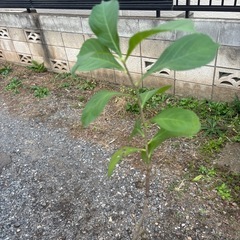 バオバブの木　星の王子様　アダンソニア　ディキダータ　観葉植物　塊根植物　多肉植物　ビザールプランツ　レアプランツ　ガーデニング　植物　グリーン　趣味　盆栽　葉　花　庭　草　インテリア　おしゃれ　飾り　園芸　観葉植物　塊根植物　生活雑貨 家庭用品 ガーデニング　ビザールプランツの画像
