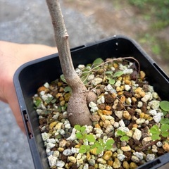 バオバブの木　星の王子様　アダンソニア　ディキダータ　観葉植物　塊根植物　多肉植物　ビザールプランツ　レアプランツ　ガーデニング　植物　グリーン　趣味　盆栽　葉　花　庭　草　インテリア　おしゃれ　飾り　園芸　観葉植物　塊根植物　生活雑貨 家庭用品 ガーデニング　ビザールプランツの画像