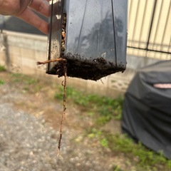 バオバブの木　星の王子様　アダンソニア　ディキダータ　観葉植物　塊根植物　多肉植物　ビザールプランツ　レアプランツ　ガーデニング　植物　グリーン　趣味　盆栽　葉　花　庭　草　インテリア　おしゃれ　飾り　園芸　観葉植物　塊根植物　生活雑貨 家庭用品 ガーデニング　ビザールプランツの画像