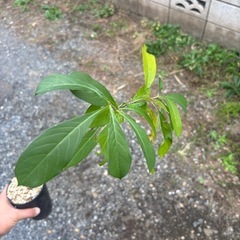バオバブの木　星の王子様　アダンソニア　ディキダータ　観葉植物　塊根植物　多肉植物　ビザールプランツ　レアプランツ　ガーデニング　植物　グリーン　趣味　盆栽　葉　花　庭　草　インテリア　おしゃれ　飾り　園芸　観葉植物　塊根植物　生活雑貨 家庭用品 ガーデニング　ビザールプランツの画像