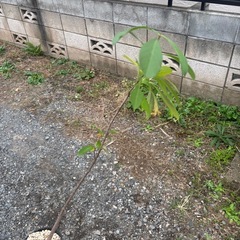 バオバブの木　星の王子様　アダンソニア　ディキダータ　観葉植物　塊根植物　多肉植物　ビザールプランツ　レアプランツ　ガーデニング　植物　グリーン　趣味　盆栽　葉　花　庭　草　インテリア　おしゃれ　飾り　園芸　観葉植物　塊根植物　生活雑貨 家庭用品 ガーデニング　ビザールプランツの画像
