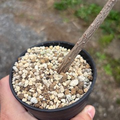 バオバブの木　星の王子様　アダンソニア　ディキダータ　観葉植物　塊根植物　多肉植物　ビザールプランツ　レアプランツ　ガーデニング　植物　グリーン　趣味　盆栽　葉　花　庭　草　インテリア　おしゃれ　飾り　園芸　観葉植物　塊根植物　生活雑貨 家庭用品 ガーデニング　ビザールプランツの画像