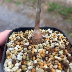 バオバブの木　星の王子様　アダンソニア　ディキダータ　観葉植物　塊根植物　多肉植物　ビザールプランツ　レアプランツ　ガーデニング　植物　グリーン　趣味　盆栽　葉　花　庭　草　インテリア　おしゃれ　飾り　園芸　観葉植物　塊根植物　生活雑貨 家庭用品 ガーデニング　ビザールプランツの画像