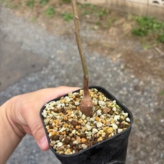 バオバブの木　星の王子様　アダンソニア　ディキダータ　観葉植物　塊根植物　多肉植物　ビザールプランツ　レアプランツ　ガーデニング　植物　グリーン　趣味　盆栽　葉　花　庭　草　インテリア　おしゃれ　飾り　園芸　観葉植物　塊根植物　生活雑貨 家庭用品 ガーデニング　ビザールプランツの画像