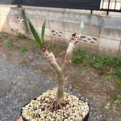 【養生中の為掲載価格の半額】アロエ　ラモシシマ　多肉植物　観葉植物　鉢付き　アロイデンドロン　観葉植物　塊根植物　多肉植物　ビザールプランツ　レアプランツ　ガーデニング　植物　グリーン　趣味　盆栽　葉　花　庭　草の画像