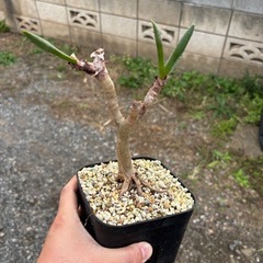 【養生中の為掲載価格の半額】アロエ　ラモシシマ　多肉植物　観葉植物　鉢付き　アロイデンドロン　観葉植物　塊根植物　多肉植物　ビザールプランツ　レアプランツ　ガーデニング　植物　グリーン　趣味　盆栽　葉　花　庭　草の画像