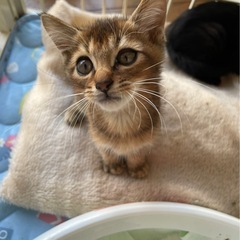 🍒【11/23小倉南区譲渡会】【アビィちゃん】アビシニアン風の綺...