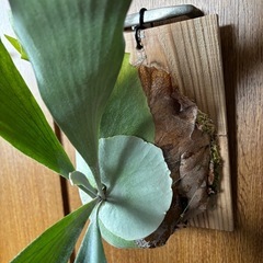 ビカクシダ　板付け　大株の画像