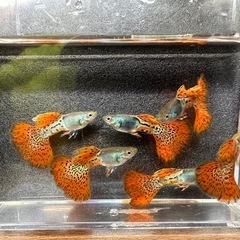 【決定済】🐠国産グッピー メタルレッドレースコブラ 1ペア350円 5ペア以上で1ペア250円【在庫5ペア】 自家繁殖個体 熱帯魚 国産 グッピーNo.4の画像