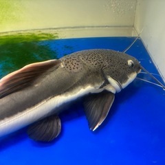 熱帯魚　レッドテールキャット　±35cmの画像