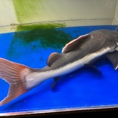 熱帯魚　レッドテールキャット　±35cmの画像