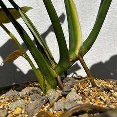 鉢土付き中型モンステラの画像