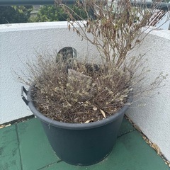 無料
大きい鉢の画像