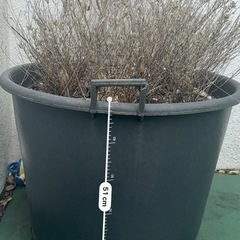 無料
大きい鉢の画像