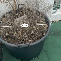 無料
大きい鉢の画像