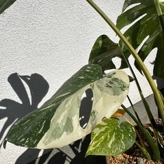 鉢土付き中型斑入りモンステラの画像