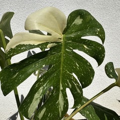 鉢土付き中型斑入りモンステラの画像