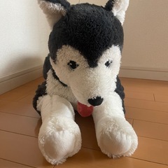 57センチぬいぐるみ（ハスキー）の画像