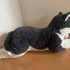 57センチぬいぐるみ（ハスキー）の画像