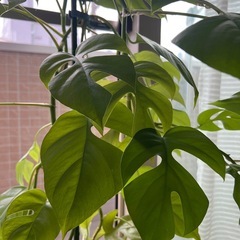 観葉植物・ヒメモンステラの画像