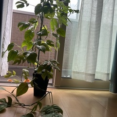 観葉植物・ヒメモンステラの画像