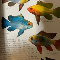 ラミレジィ特集の画像