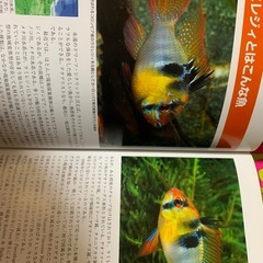 ラミレジィ特集の画像