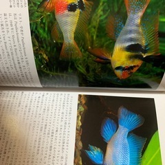 ラミレジィ特集の画像