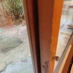 （美品）中庭を楽しむ4枚のガラス窓﻿ 掃き出し窓の画像